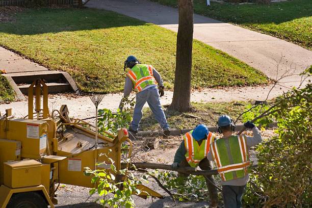 Best Residential Tree Removal  in North Star, DE